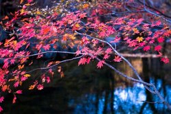 先锋成人在线平台主界面展示